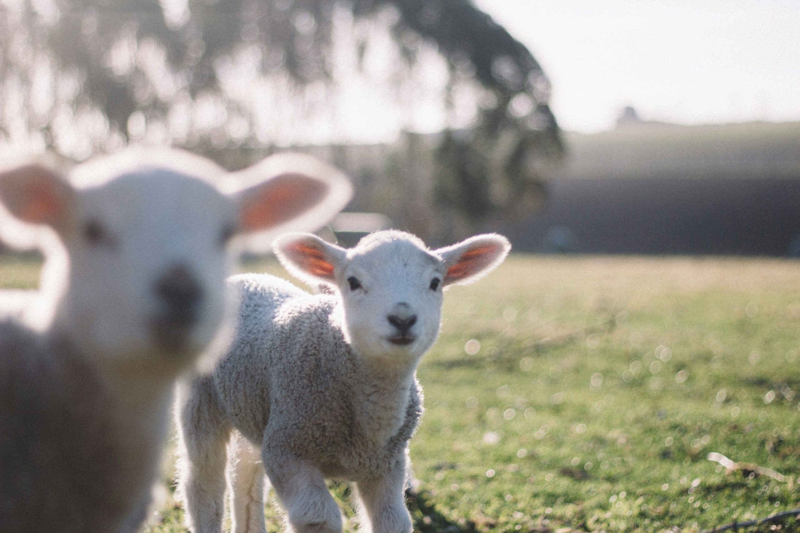 lambs in rural New Zealand